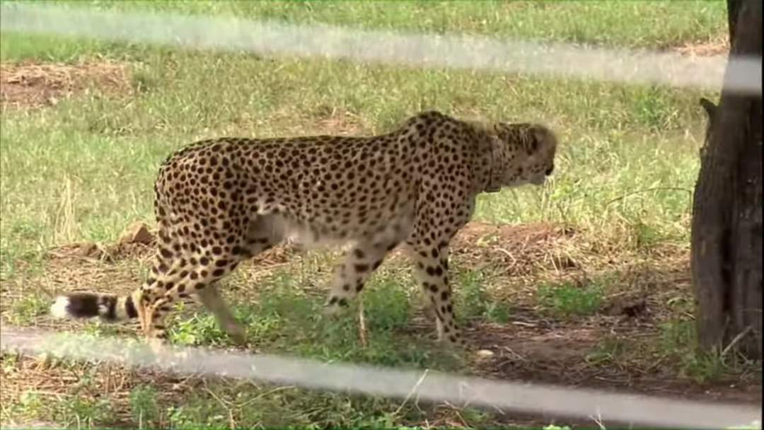 African cheetah translocation to India: Introduction of African cheetahs in India