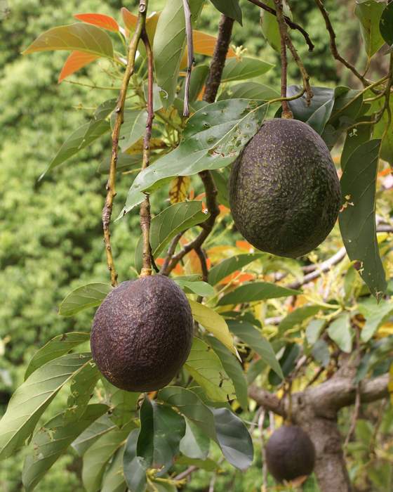 Avocado: Species of flowering plant in the laurel family Lauraceae
