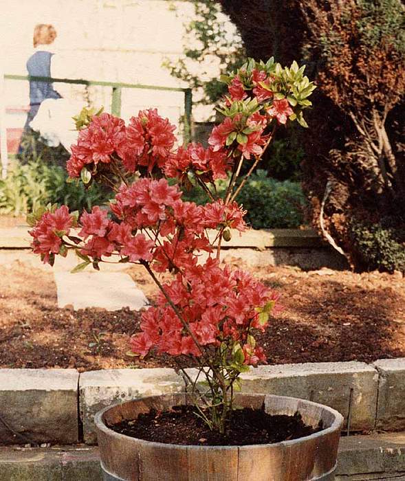 Azalea: Subgroup of rhododendron flowering shrubs