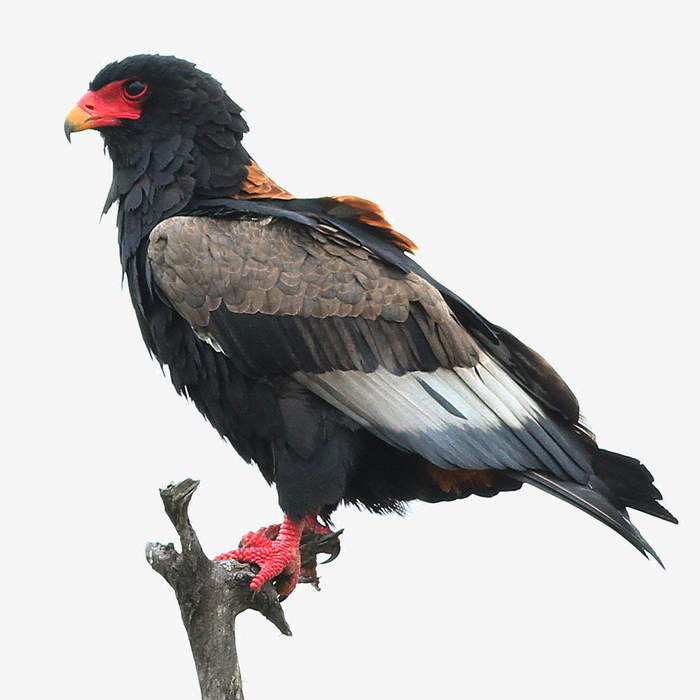 Bateleur: Species of bird