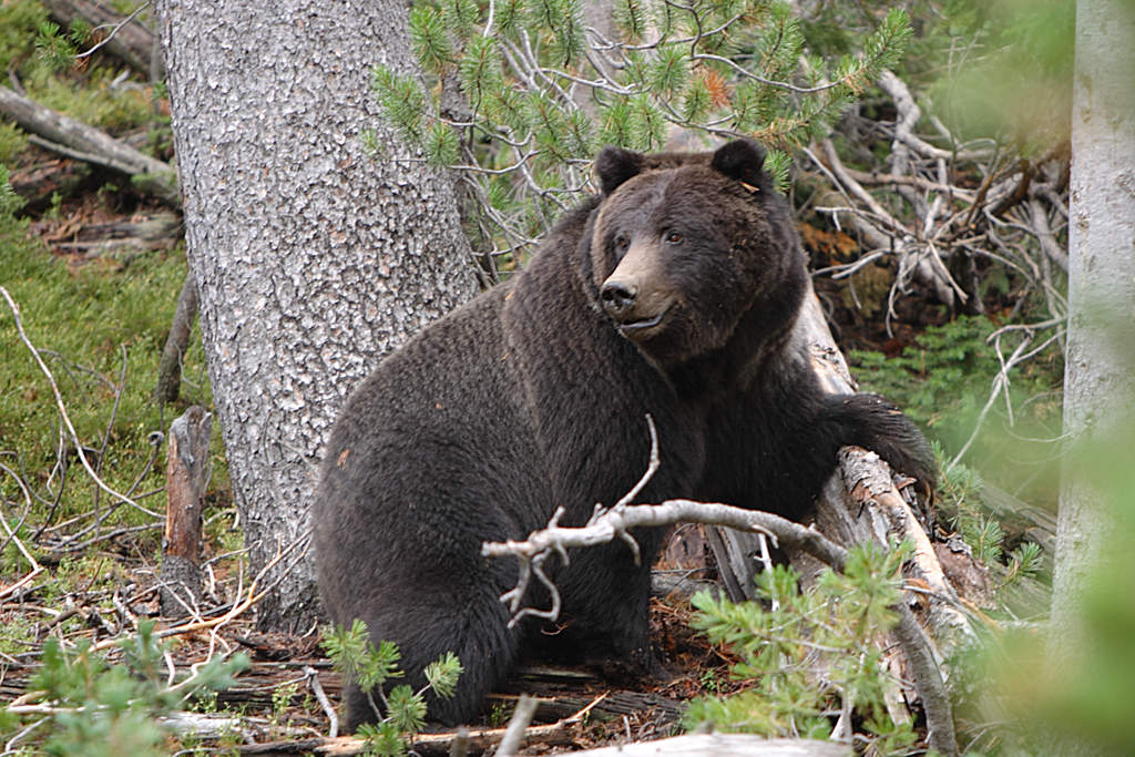 Bear attack: Ursine species attacks on humans