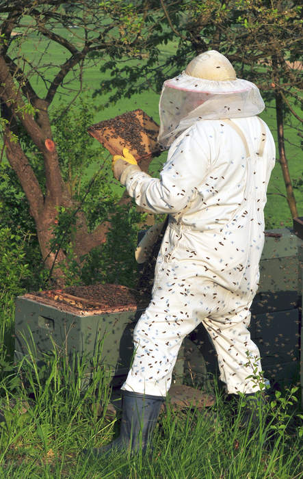 Beekeeper: Person who keeps honey bees