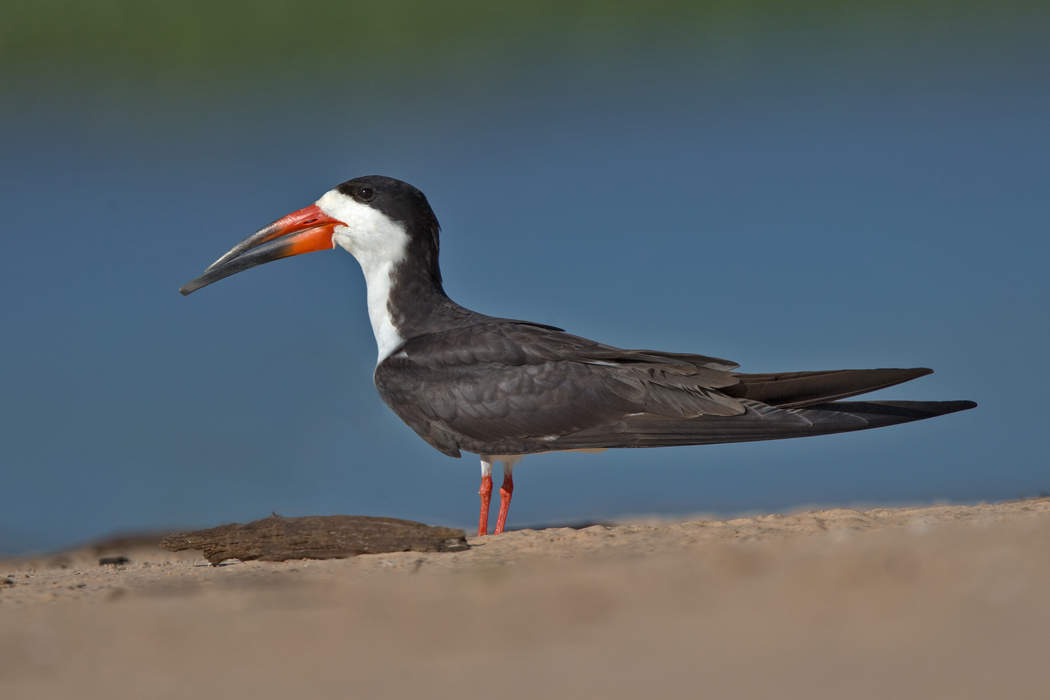 Black skimmer: Species of bird