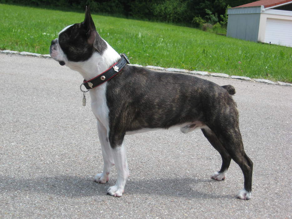 Boston Terrier: Dog breed