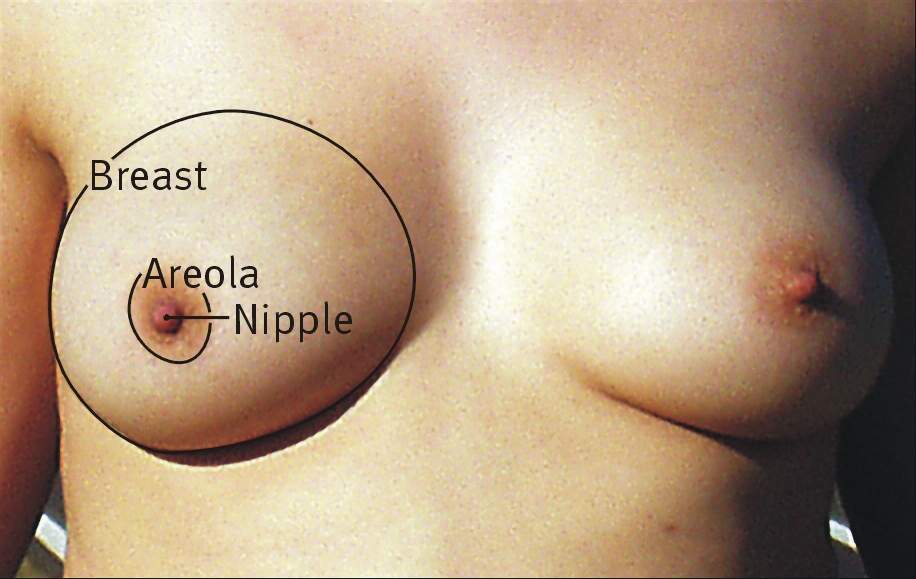 Breast: Region of the torso of a primate that in females serves as a mammary gland