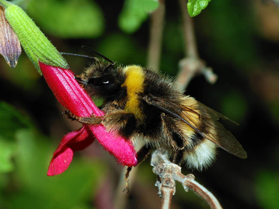 Bumblebee: Genus of insect