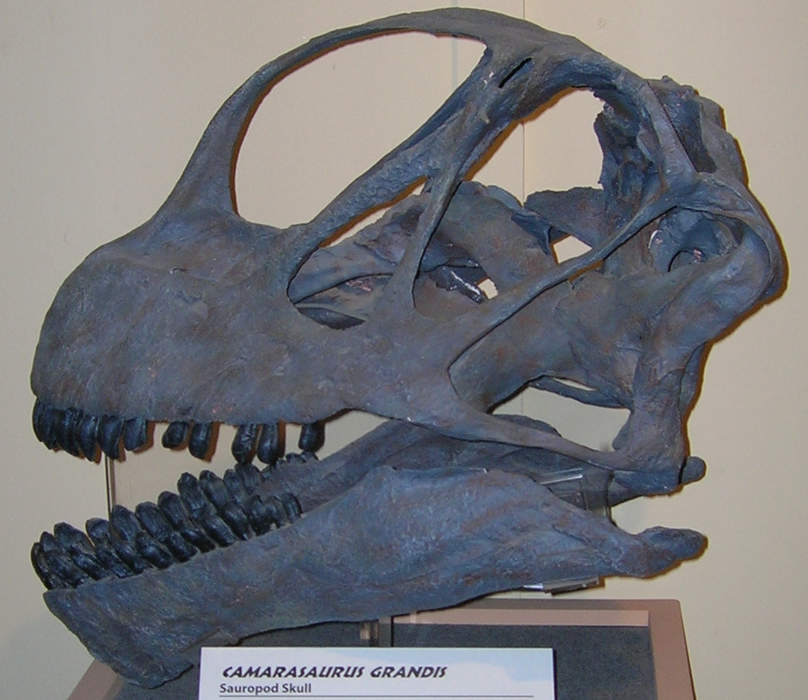 Camarasaurus grandis: Extinct species of dinosaur