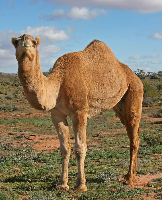 Camel: Genus of mammals