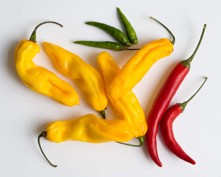 Chili pepper: Varieties of peppers belonging to several species of Capsicum genus