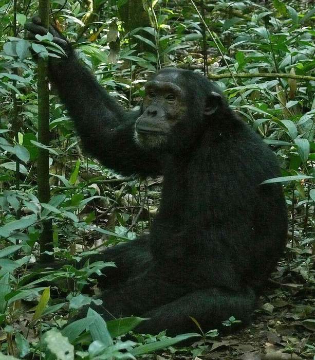 Chimpanzee: Species of great apes