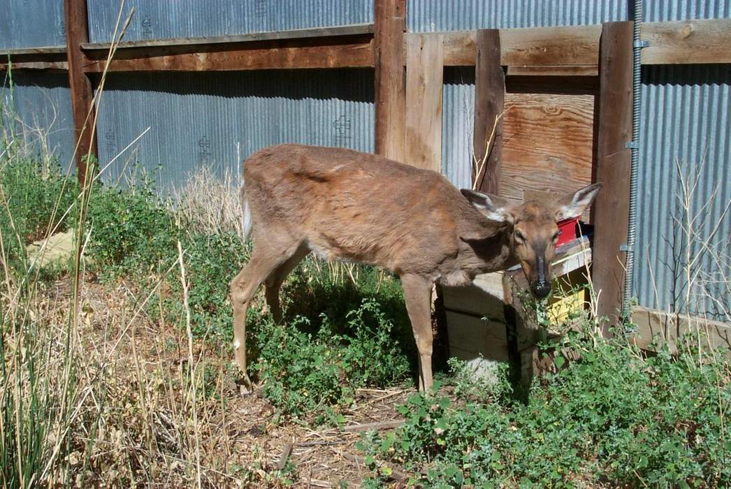 Chronic wasting disease: Prion disease affecting the deer family