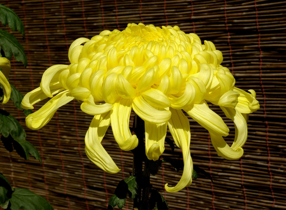 Chrysanthemum: Genus of flowering plants in the daisy family Asteraceae
