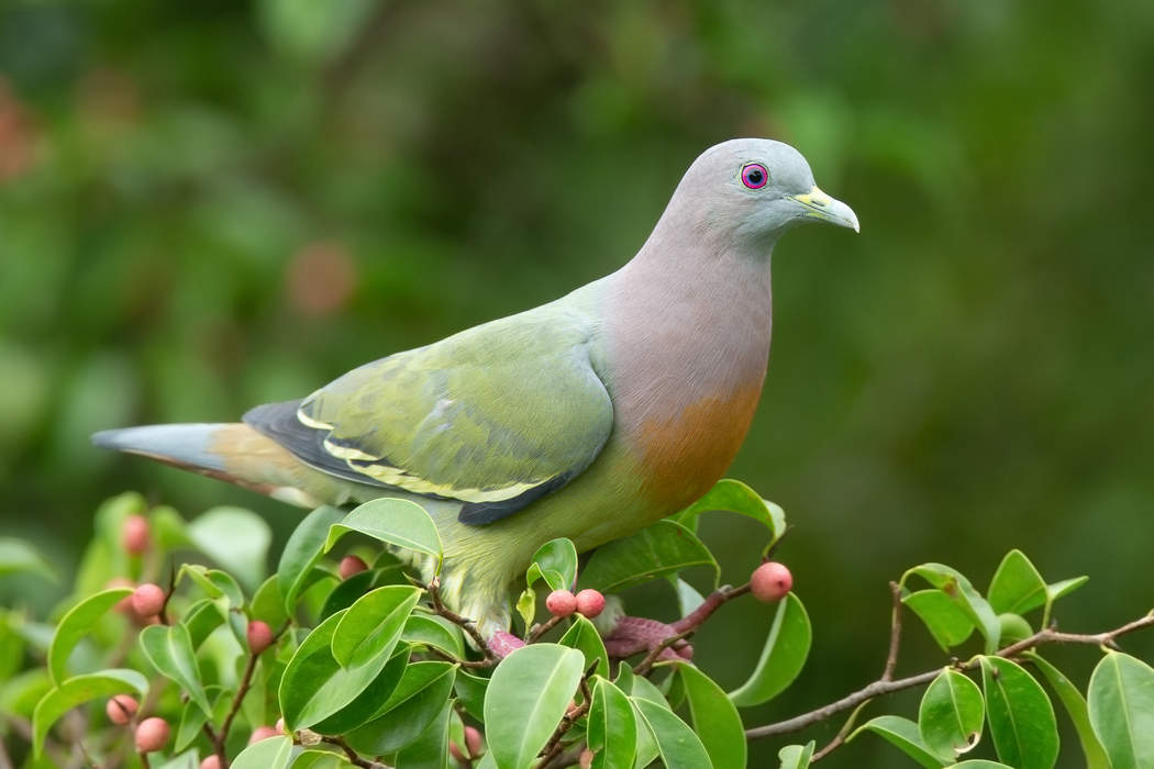 Columbidae: Family of birds