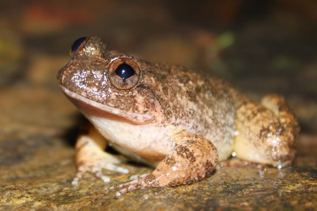 Dicroglossidae: Family of fork-tongued frogs