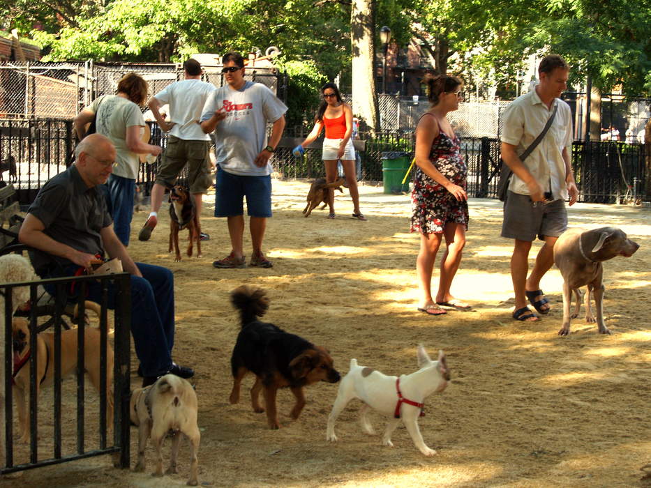 Dog park: Park for dogs