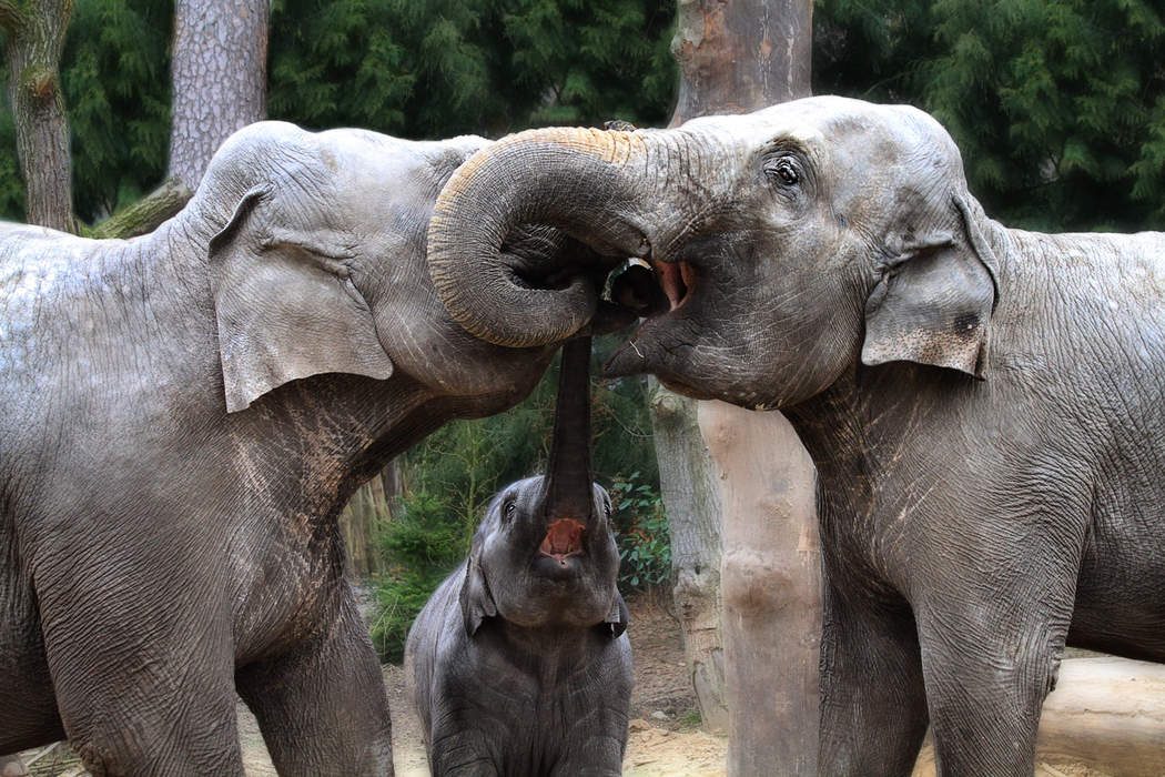 Elephant communication: Communication between elephants