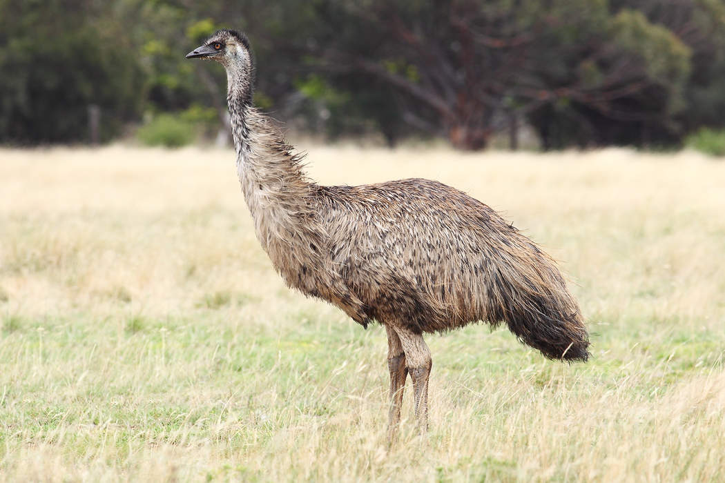 Emu: Large flightless bird endemic to Australia