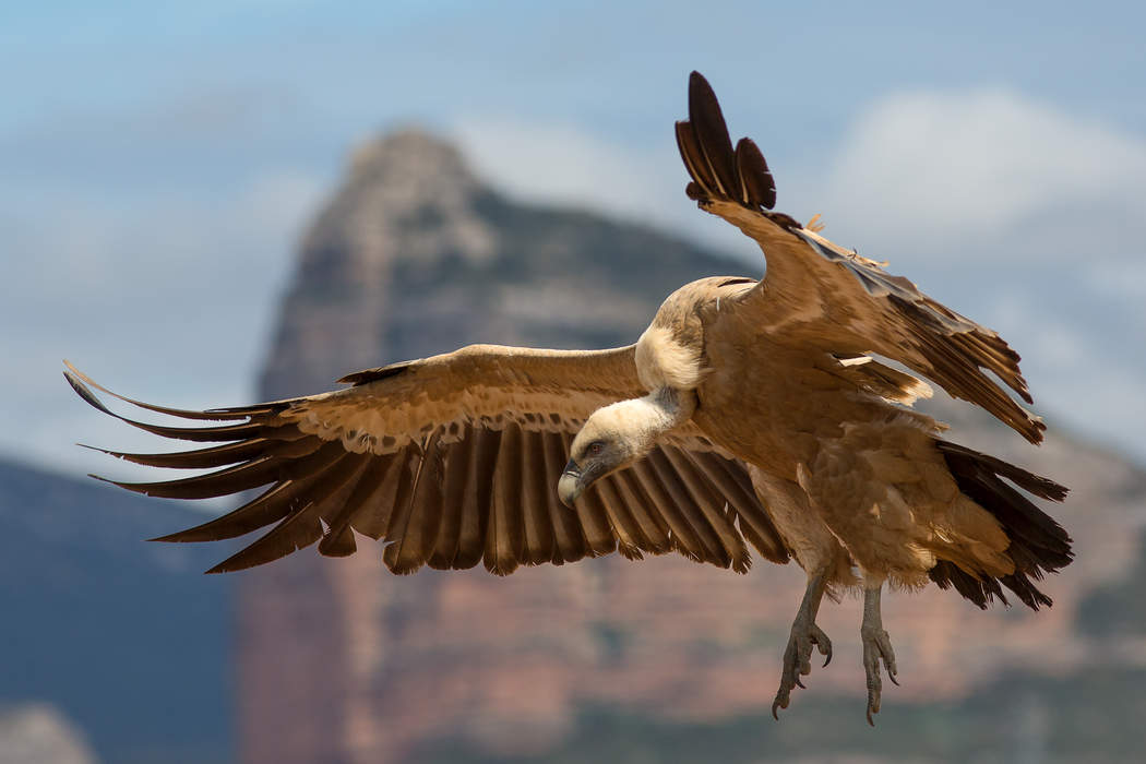 Eurasian griffon vulture: Species of bird