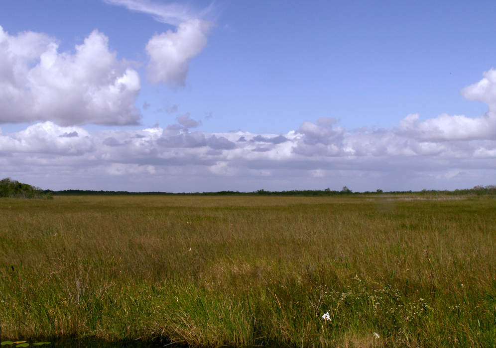 Everglades: Flooded grassland in Florida, United States