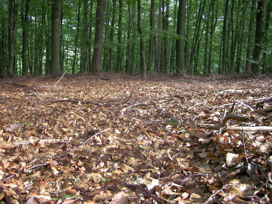 Forest floor: Part of the forest ecosystem