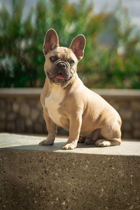 French Bulldog: French breed of dog