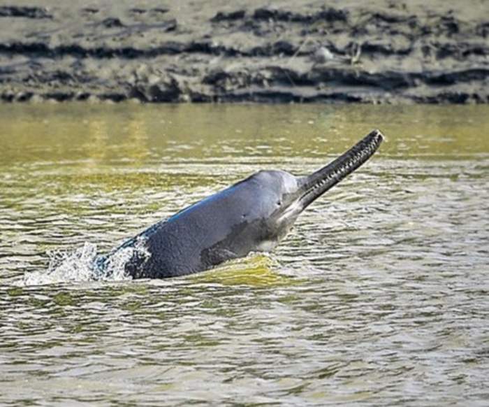 Ganges river dolphin: Species of toothed whale