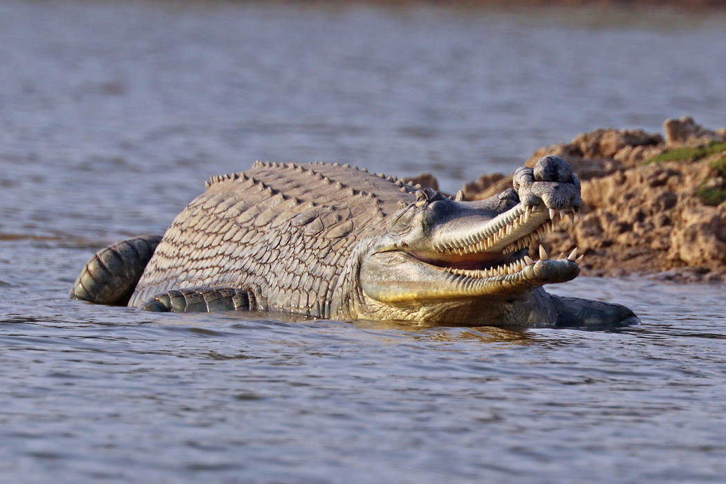 Gharial: Crocodilian native to the Indian subcontinent