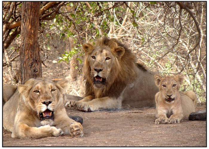 Gir National Park: Forest, national park, and wildlife sanctuary in India