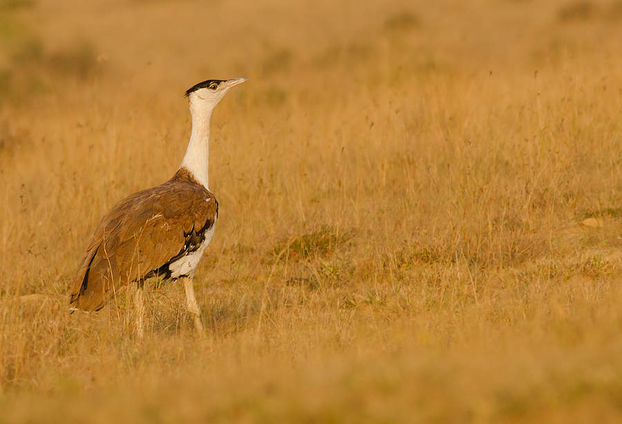 Great Indian bustard: Species of bird