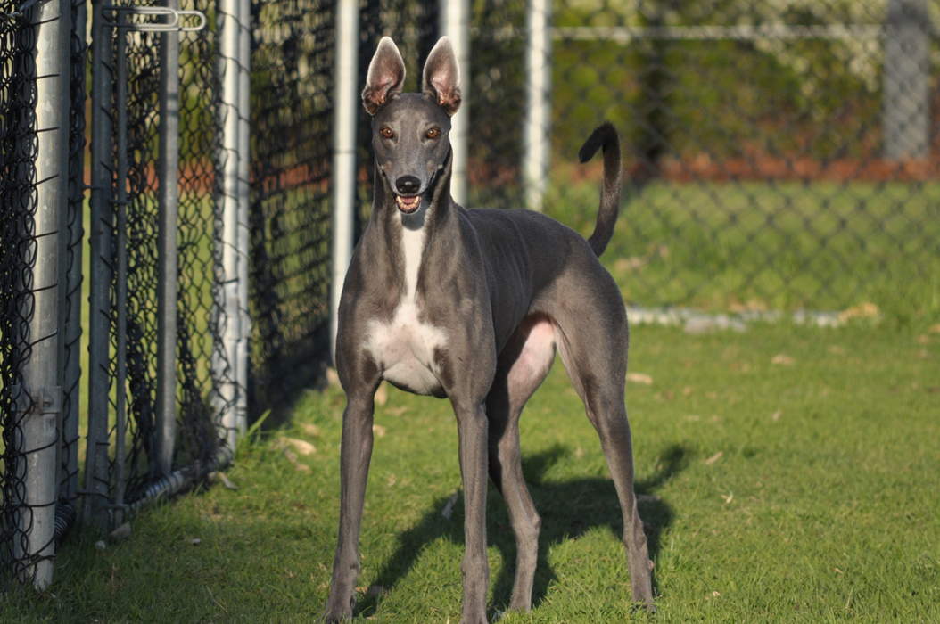 Greyhound: Dog breed