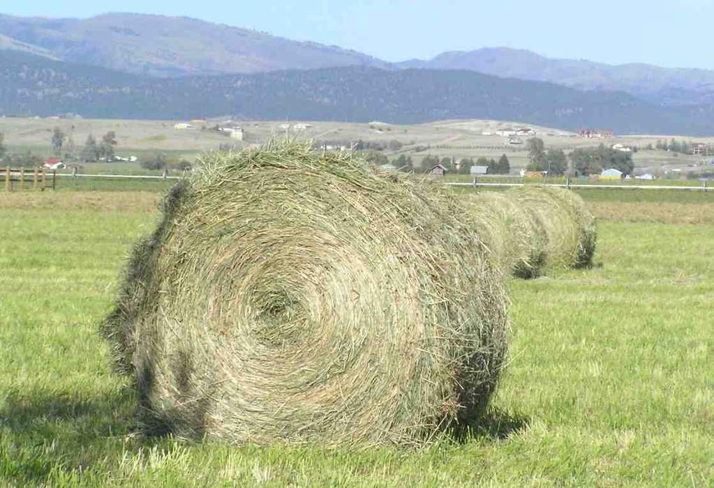 Hay: Dried grass, legumes or other herbaceous plants used as animal fodder