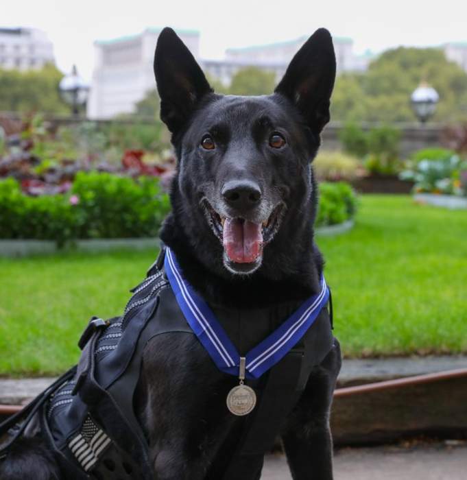 Hurricane (dog): American Secret Service canine