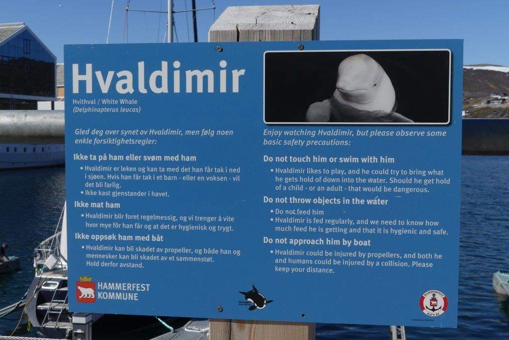 Hvaldimir: Beluga whale found with a camera harness (died 2024)