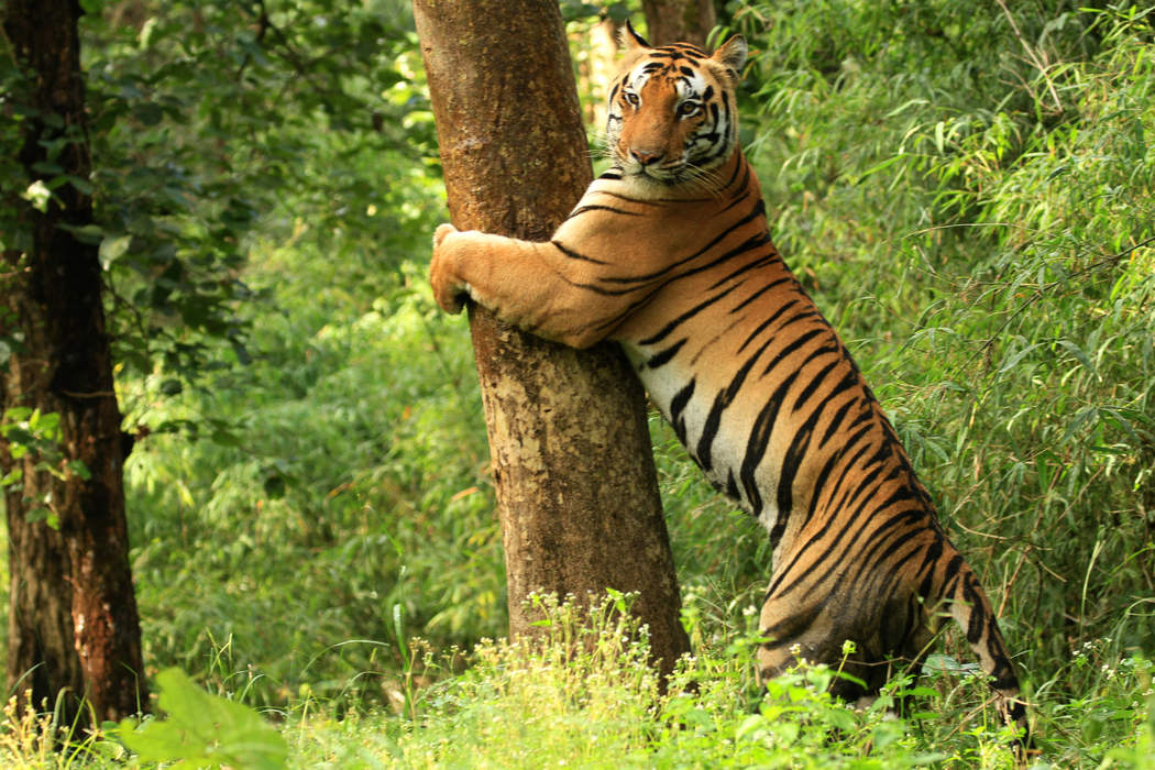 Kanha Tiger Reserve: National park in Madhya Pradesh, India