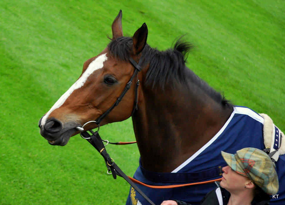 Kauto Star: French-bred Thoroughbred National Hunt racehorse (2000–2015)