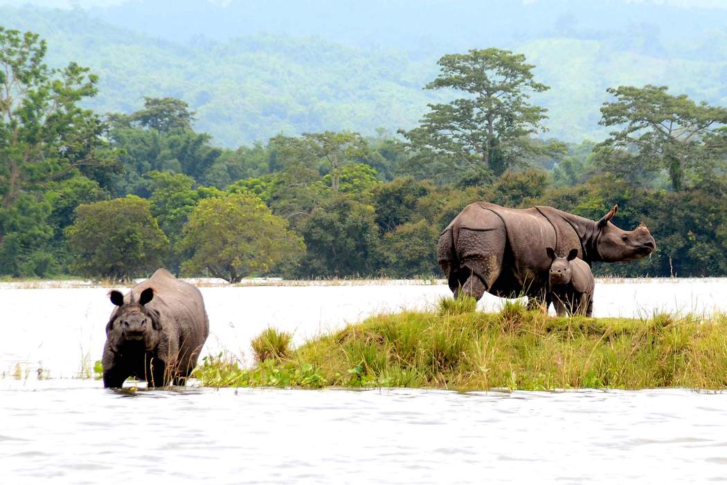 Kaziranga National Park: National park in the state of Assam, India