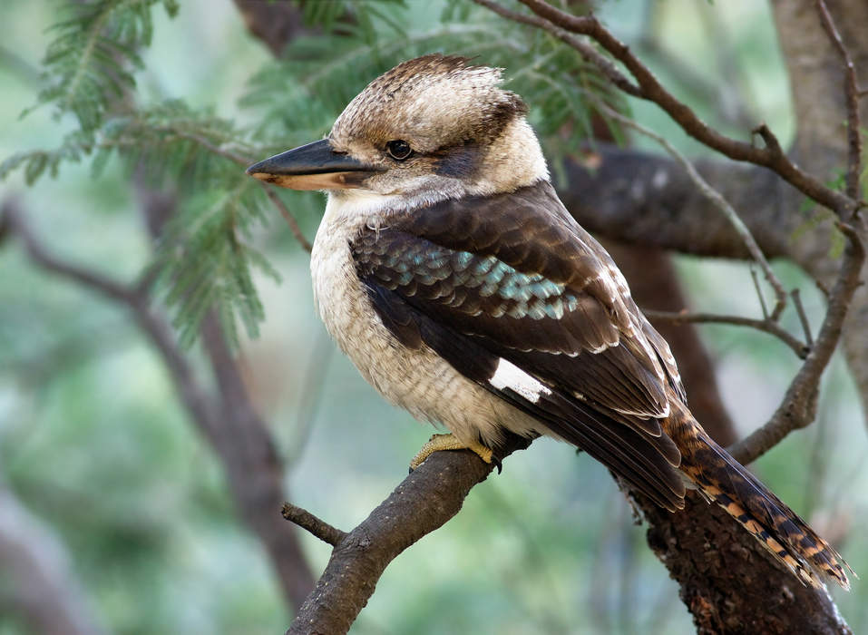 Kookaburra: Genus of birds (terrestrial tree kingfishers)