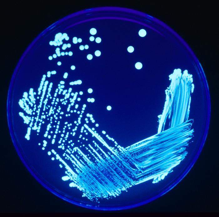 Legionella: Pathogenic genus of gram-negative bacteria and the related disease