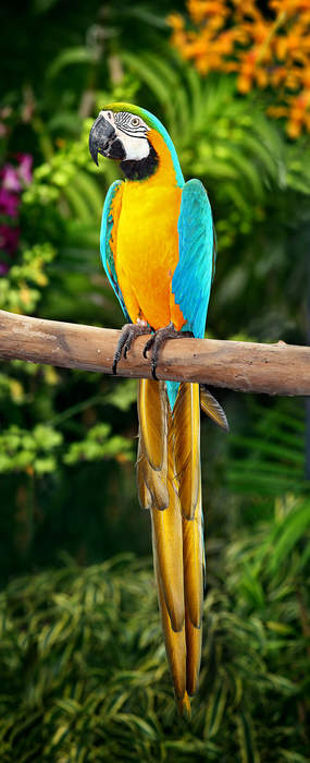 Macaw: Bird of the parrot family