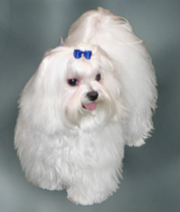 Maltese dog: Breed of toy dog