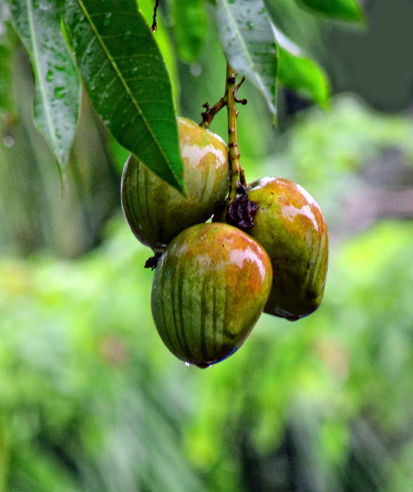 Mango: Species of fruit