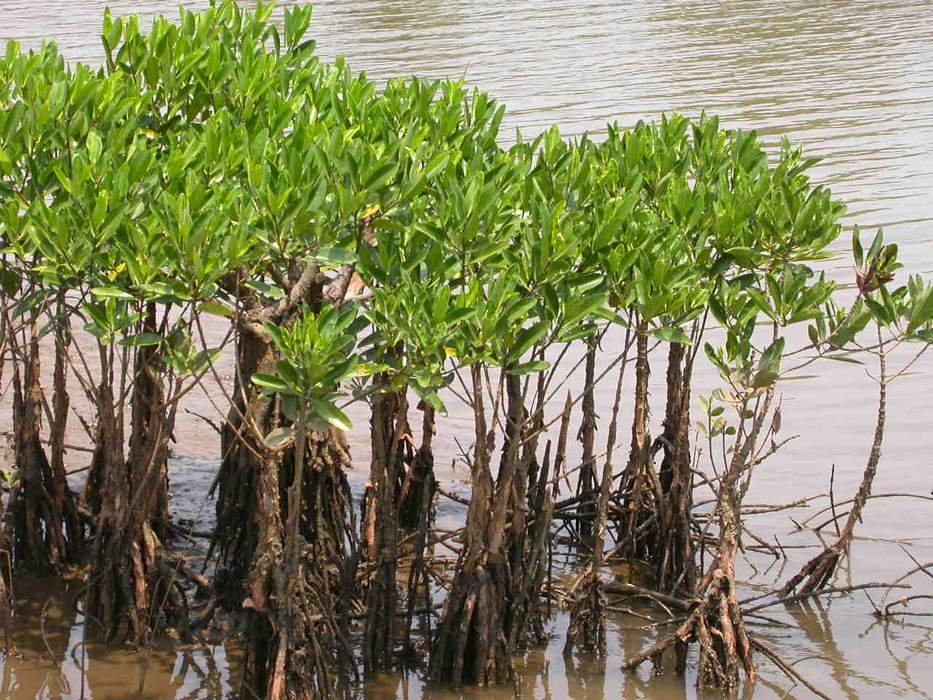 Mangrove: Shrub growing in brackish water