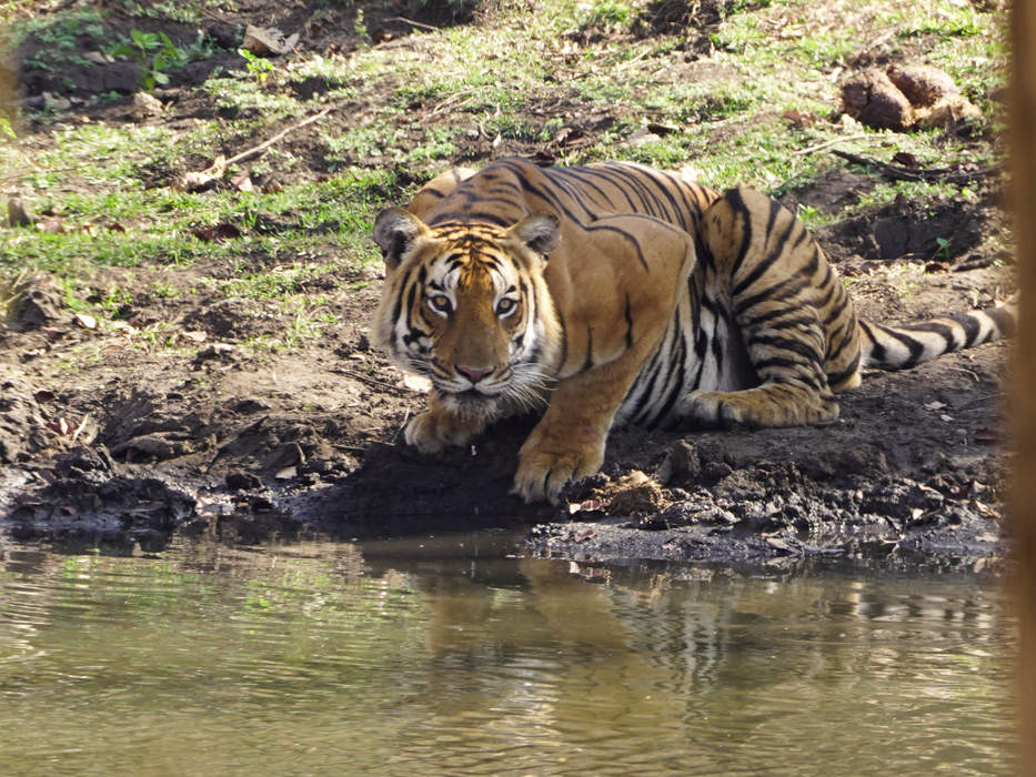 Mudumalai National Park: National park in Tamil Nadu, India