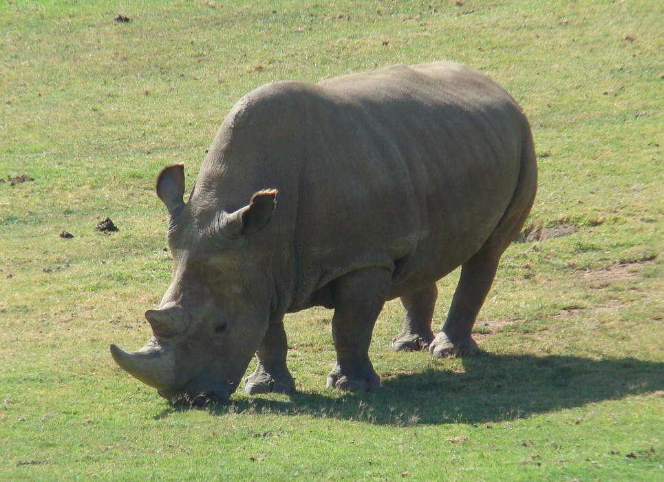 Northern white rhinoceros: Subspecies of white rhinoceros