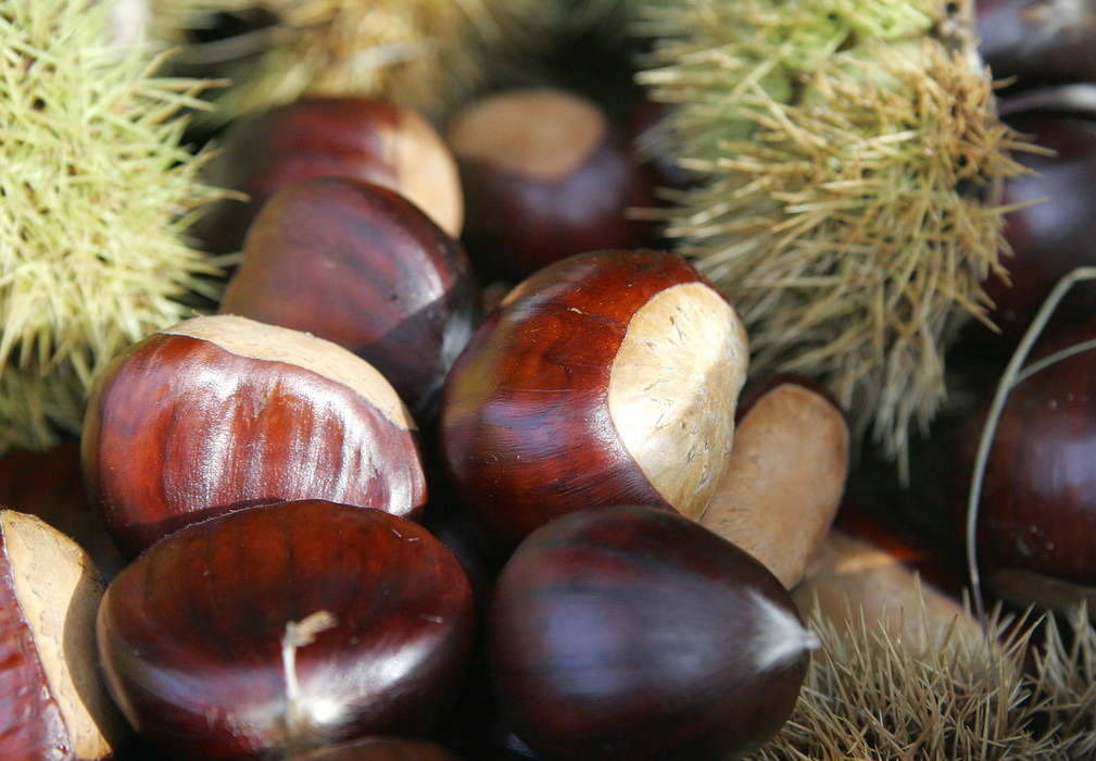 Nut (fruit): In botany, type of dry indehiscent fruit