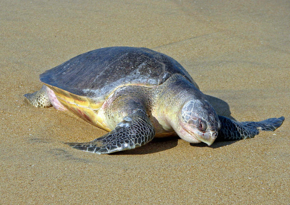 Olive ridley sea turtle: One of the most abundant living sea turtle in the world