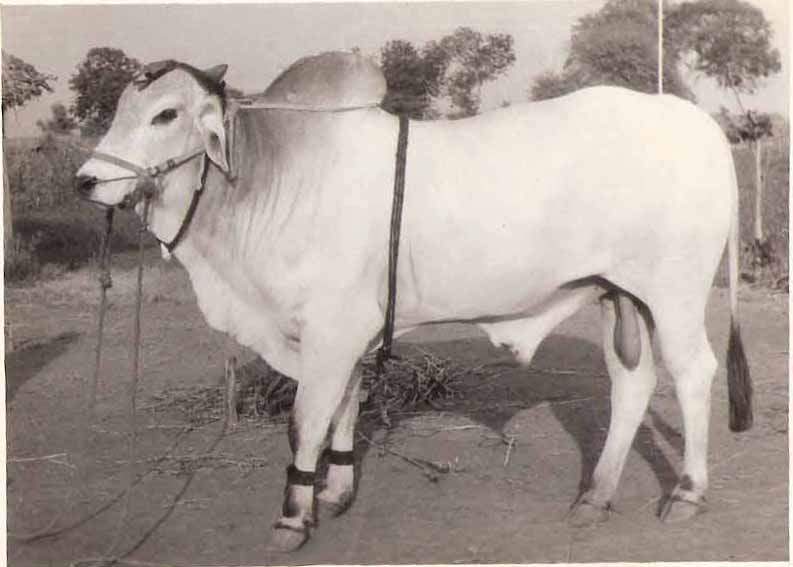 Ongole cattle: Breed of cattle