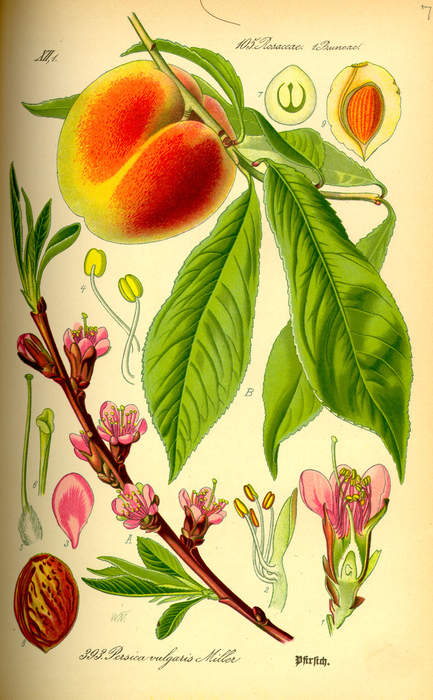 Peach: Type of fruit tree, or its fruit