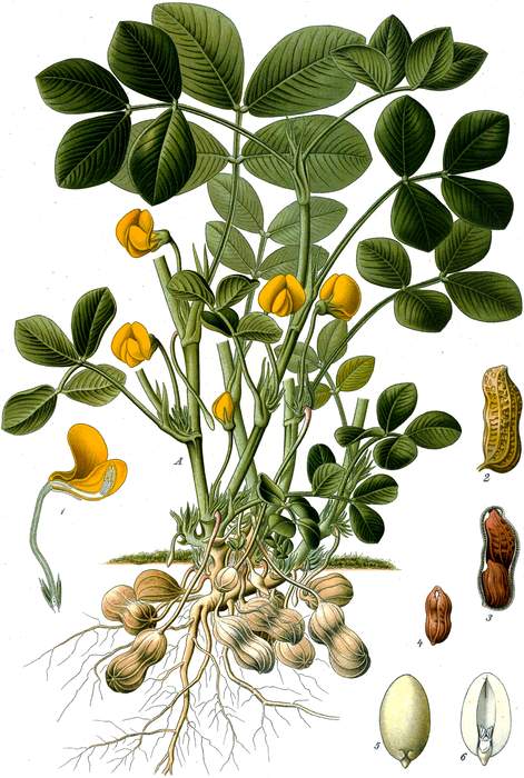 Peanut: Legume cultivated as a grain and oil crop