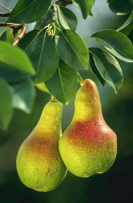 Pear: Any of several edible fruits from the genus Pyrus